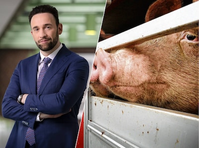 Cabinet: no more animal transport on sweltering days, only allowed up to 30 degrees