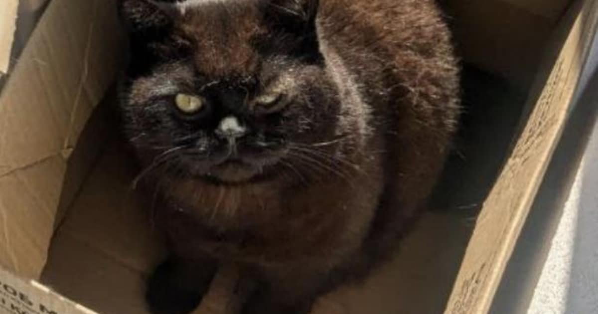 Heb jij Fenix gezien? Dit huisdier wordt in Zwijndrecht vermist