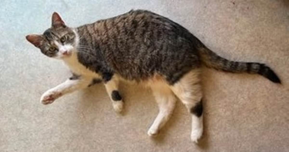 Heb jij Muk gezien? Dit huisdier wordt in Kerkrade vermist