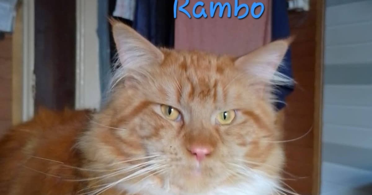 Heb jij Rocky of Rambo gezien? Deze twee huisdieren worden in Oldambt vermist