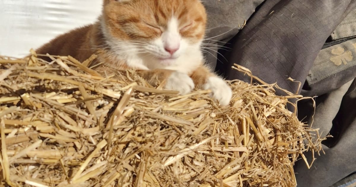 Heb jij Pumba gezien? Dit huisdier wordt in Eemnes vermist