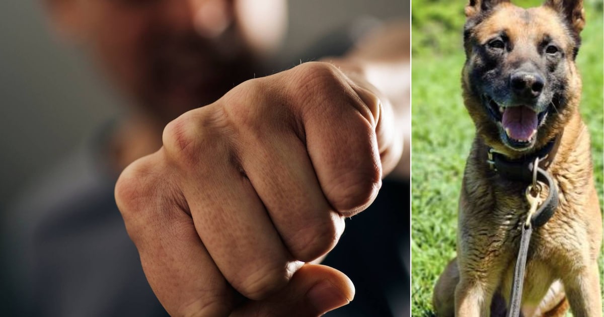 Politiehond Puck liet nog één keer van zich horen bij burenruzie, maar gaat nu met ‘welverdiend pens