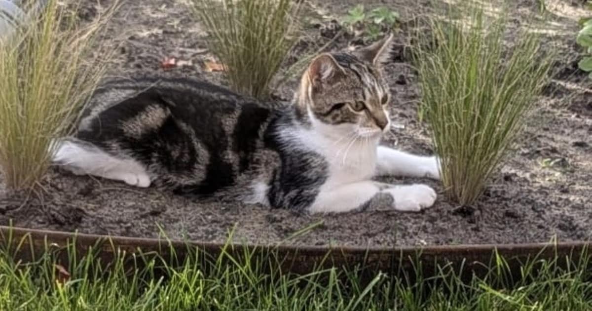 Heb jij Sammy gezien? Dit huisdier wordt in Heusden vermist