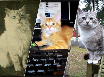 Waarom vinden we kattenfilmpjes zo leuk? ‘Katten leiden af van alle ellende om je heen’