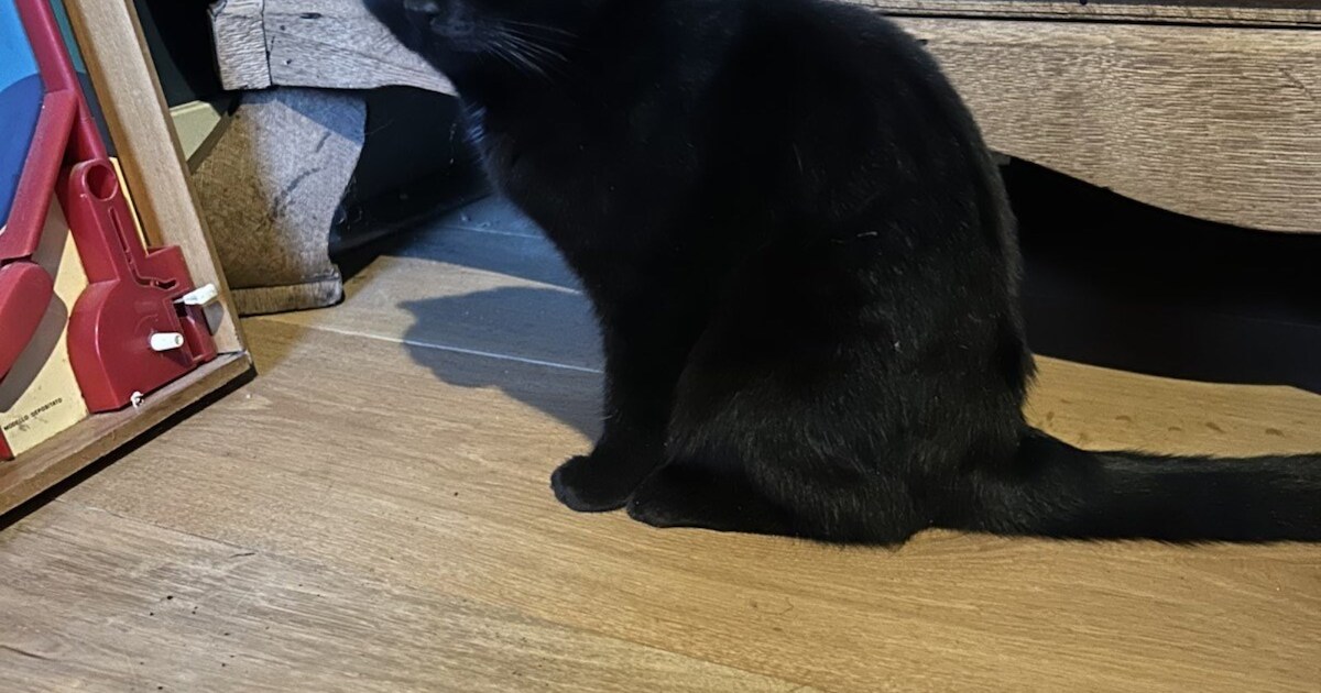 Heb jij Kiddy of Puck gezien? Deze twee huisdieren worden in Dalfsen vermist
