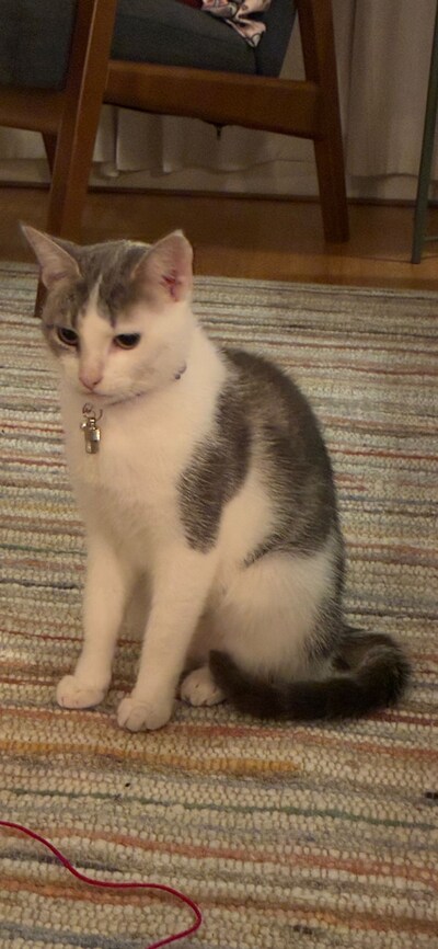 Have you seen Pip, Coco, or Jessie? These four pets are missing in Haarlem