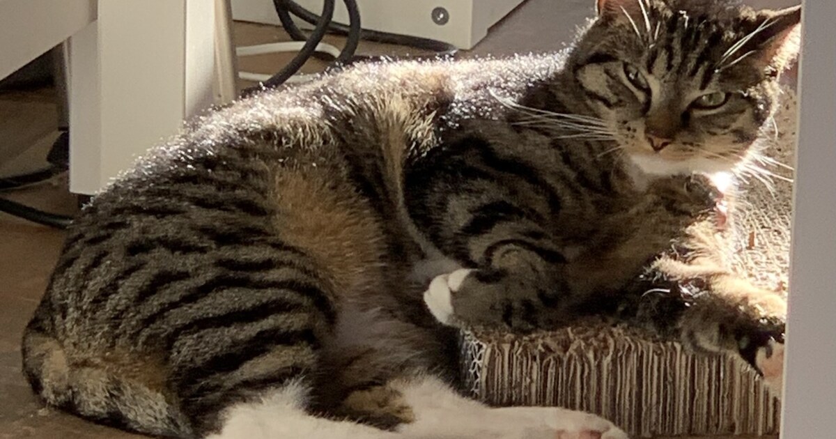 Heb jij Shuri, Lucky of Mango gezien? Deze vier huisdieren worden in Waddinxveen vermist