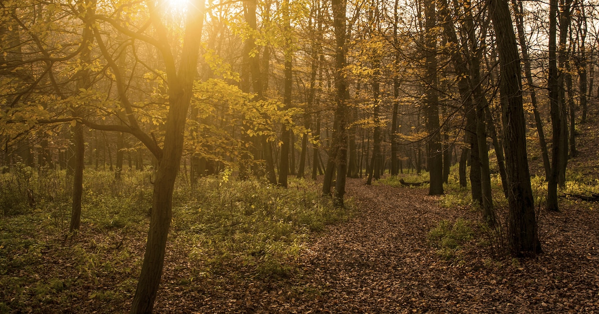IVN Asten-Someren houdt natuurwandeling door natuurgebied de Lange Bleek