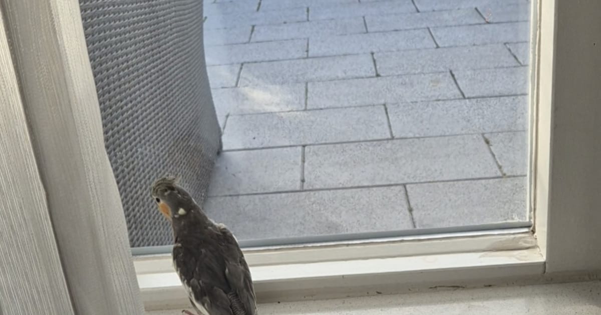 Heb jij Chiko gezien? Dit huisdier wordt in Hendrik-Ido-Ambacht vermist