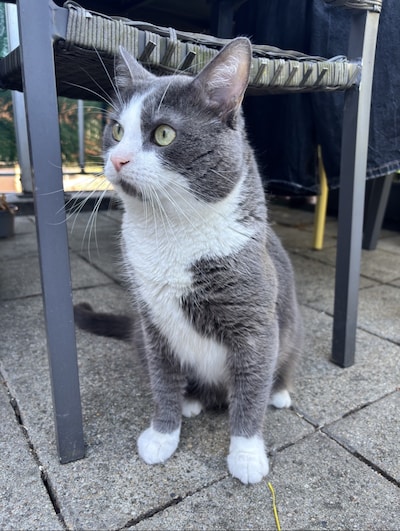 Heb jij Felix, Peer of Rocky gezien? Deze 10 huisdieren worden in Utrecht vermist
