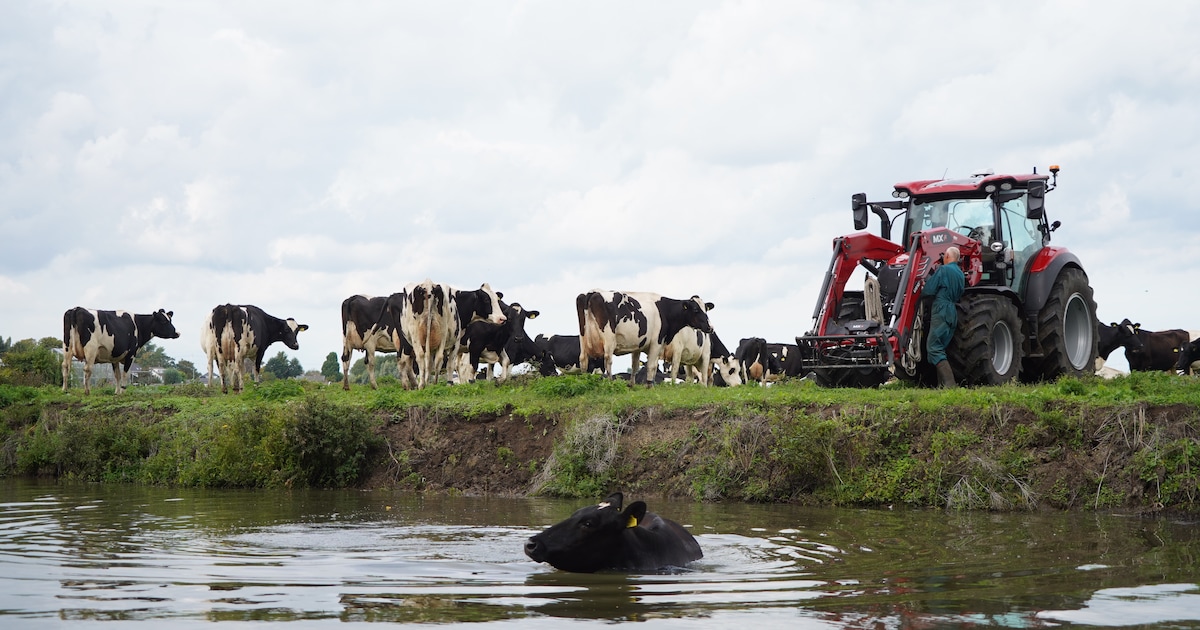 Koe in de sloot? Boer uit Berkel en Rodenrijs redt het beestje zelf