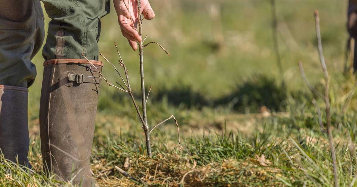 Boswachterij Austerlitz krijgt 6000 extra bomen, project loopt tot 2029