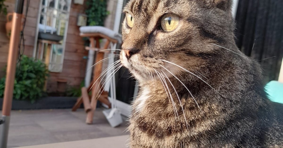 Heb jij Poes gezien? Dit huisdier wordt in Albrandswaard vermist