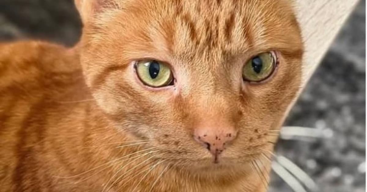Heb jij Sjaakie, Max of Nico gezien? Deze vier huisdieren worden in Het Hogeland vermist