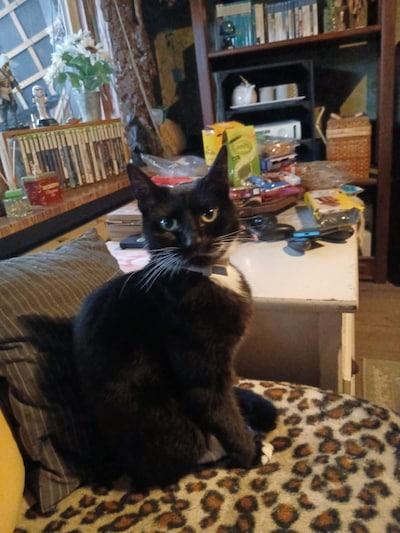 Heb jij Gizmo of Lillie gezien? Deze twee huisdieren worden in Zoetermeer vermist