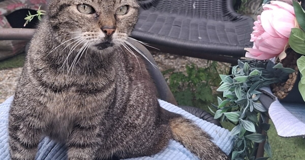 Heb jij Mimi of Missy gezien? Deze twee huisdieren worden in Leiderdorp vermist