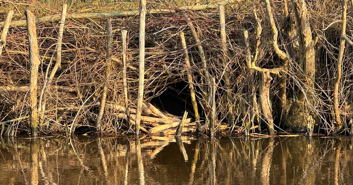 Meer bevers zorgen voor dijkinspecties Waterschap Amstel, Gooi en Vecht