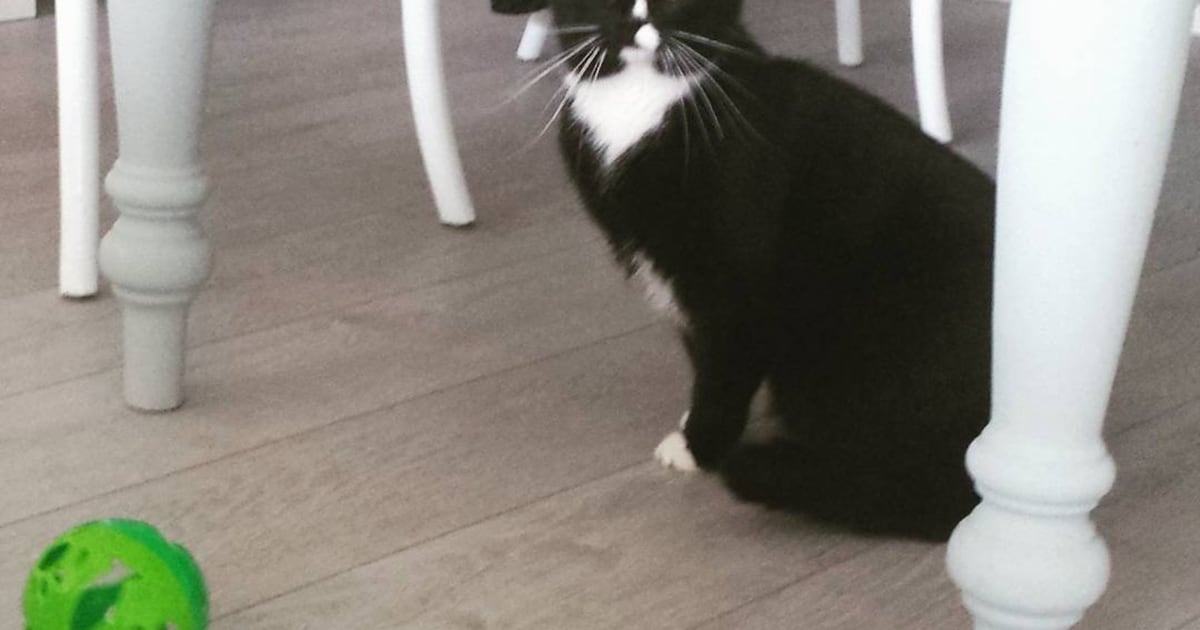 Heb jij Kees gezien? Dit huisdier wordt in Stadskanaal vermist