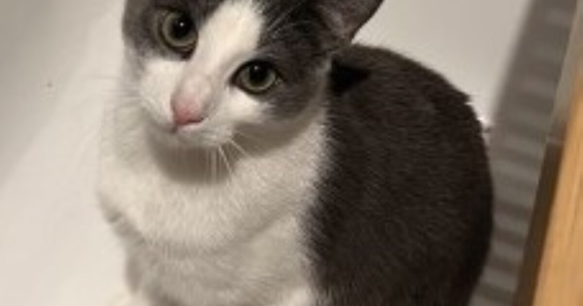 Heb jij Loki gezien? Dit huisdier wordt in Landgraaf vermist