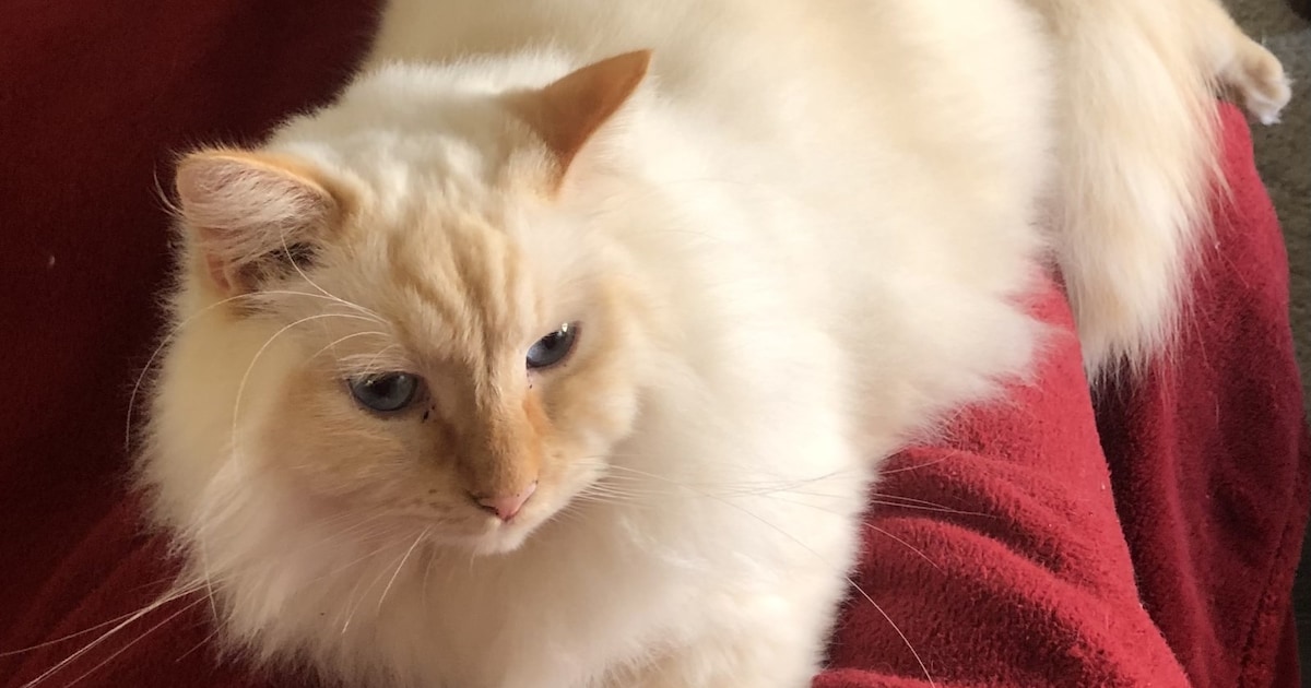 Heb jij Milo gezien? Dit huisdier wordt in Eijsden-Margraten vermist