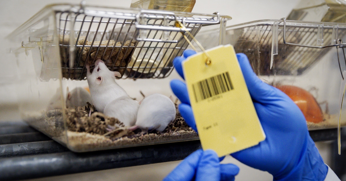Van 500 knaagdieren naar nul: reorganisatie maakt dat UT haar proefdierlab sluit