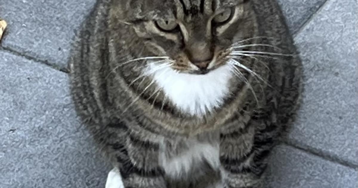 Heb jij Gappie gezien? Dit huisdier wordt in Wormerland vermist