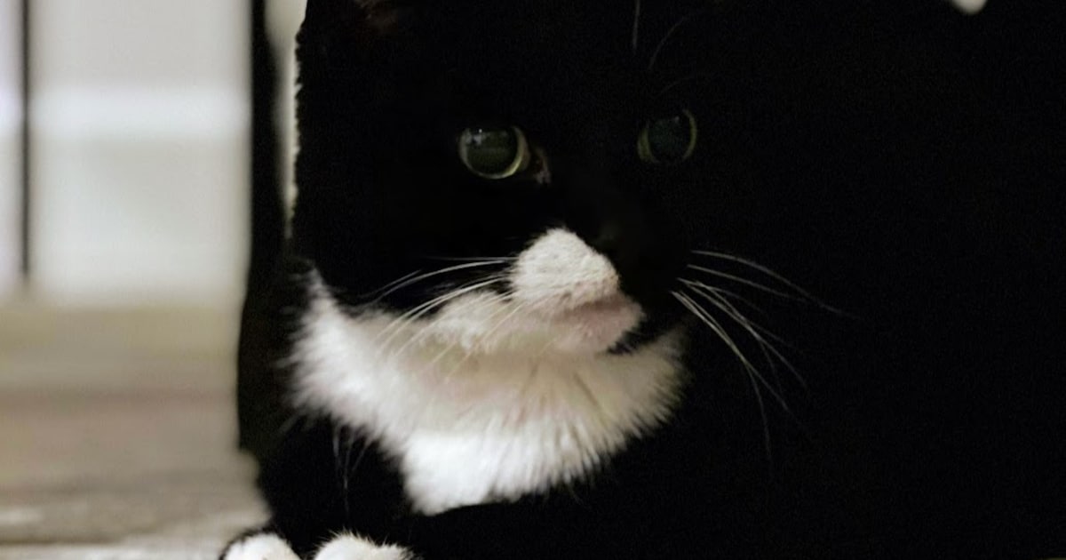 Heb jij Chanel, Fifi of Bella gezien? Deze drie huisdieren worden in Zaanstad vermist