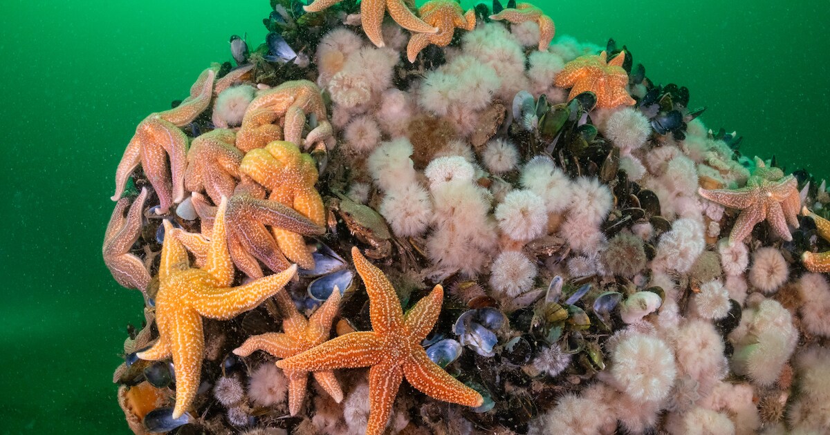 Presentatie over leven rond de Noordzee in Rockanje | Voorne aan Zee