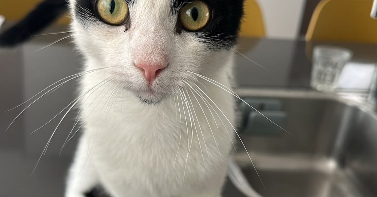 Heb jij Schnulli gezien? Dit huisdier wordt in Uithoorn vermist