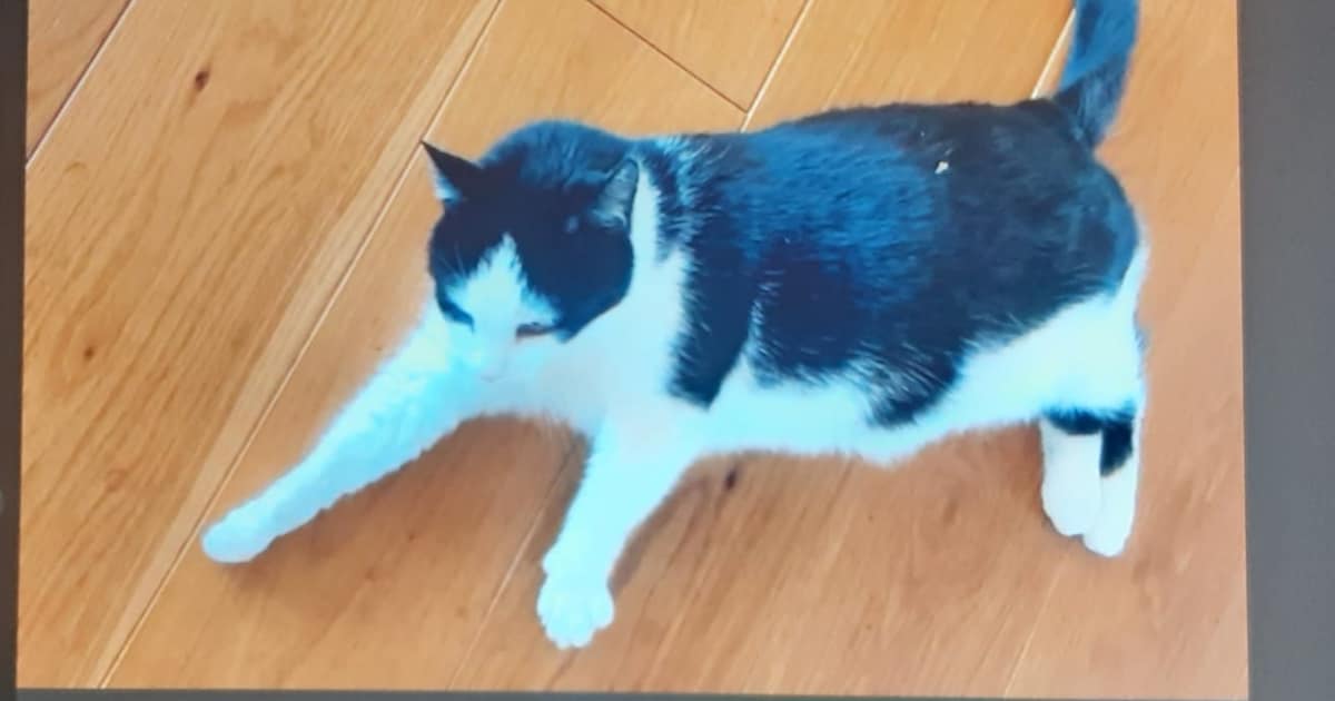 Heb jij Kees of Bram gezien? Deze twee huisdieren worden in Hollands Kroon vermist