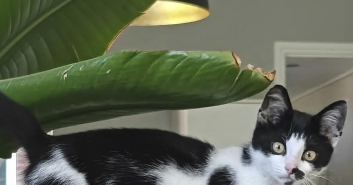 Heb jij Salsa of Dirkje gezien? Deze twee huisdieren worden in Dinkelland vermist