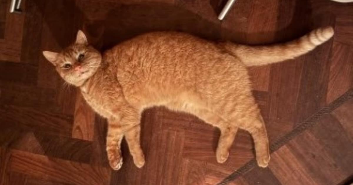 Heb jij Dirkje, Chichi of Kenzie gezien? Deze drie huisdieren worden in Waalwijk vermist