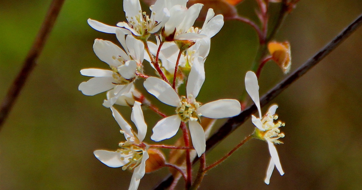 Nog tien gratis bomen te verkrijgen na Groenmiddag in Jirnsum