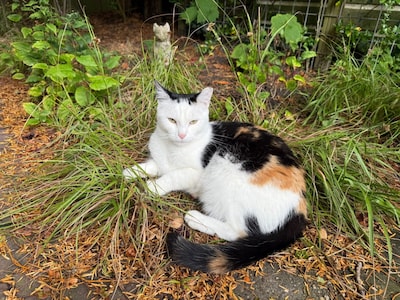 Heb jij Otje, Cooky of Uck gezien? Deze vier huisdieren worden in Leiden vermist