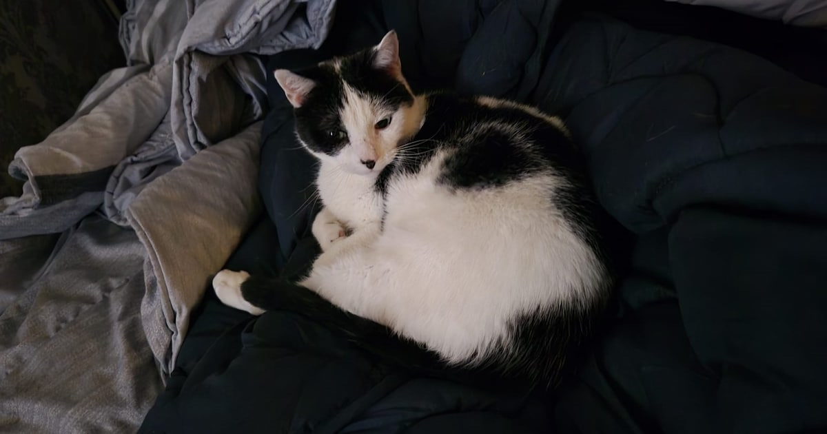 Heb jij Milo, Saya of Coco gezien? Deze drie huisdieren worden in Nieuwegein vermist