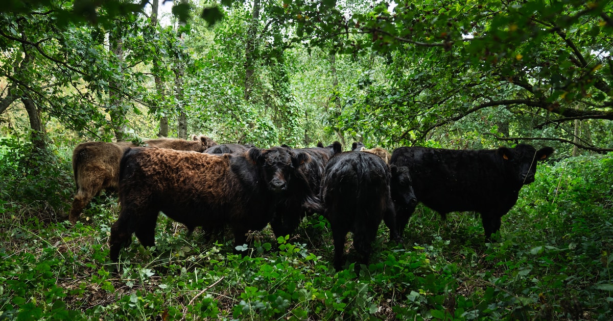 Jeroen Helmer geeft lezing over terugbrengen van wildernis in Amersfoort