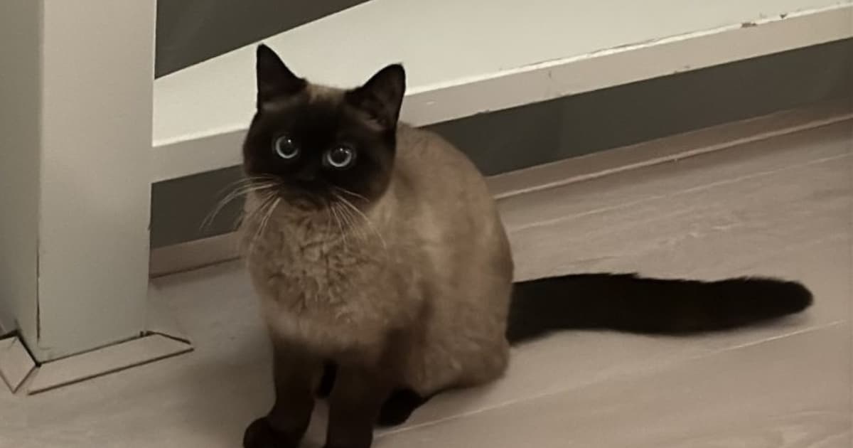 Heb jij Ziomek, Nila of Spyker gezien? Deze drie huisdieren worden in Altena vermist