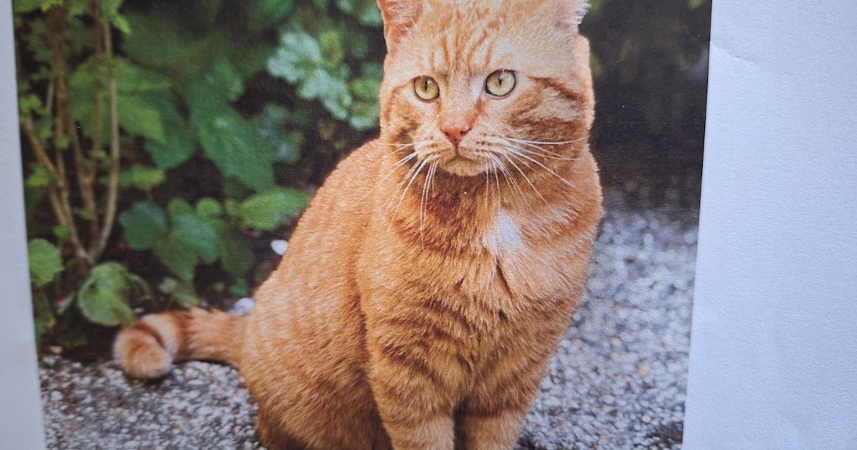 Heb jij Mylo, Fotis of Benji gezien? Deze drie huisdieren worden in Papendrecht vermist