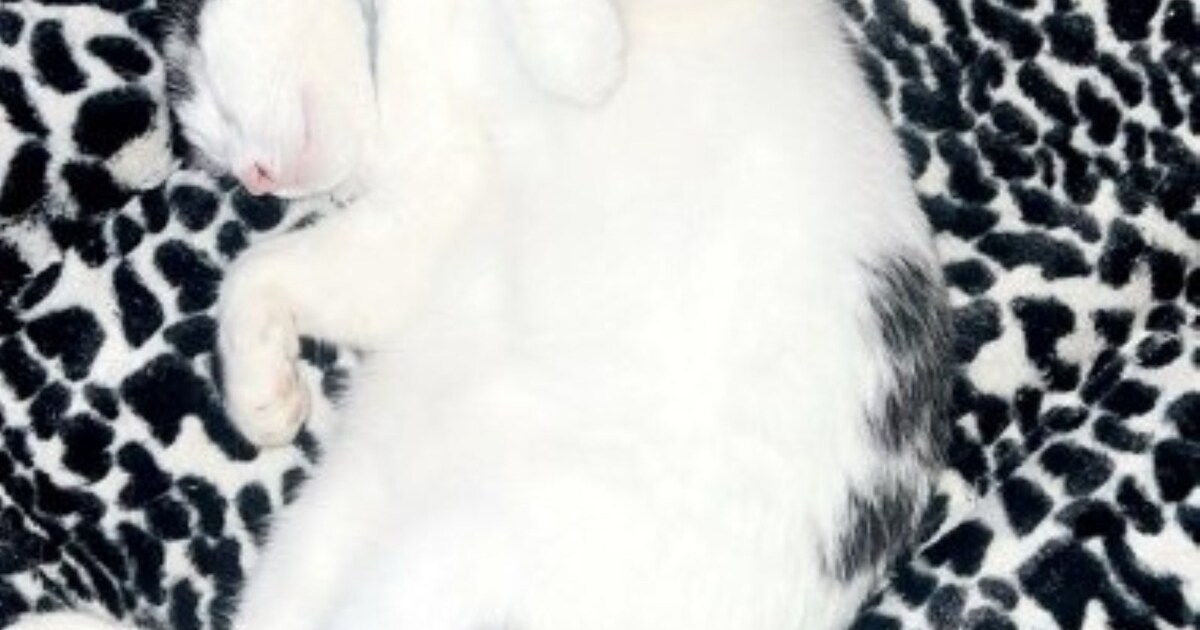 Heb jij Wevy gezien? Dit huisdier wordt in Meerssen vermist