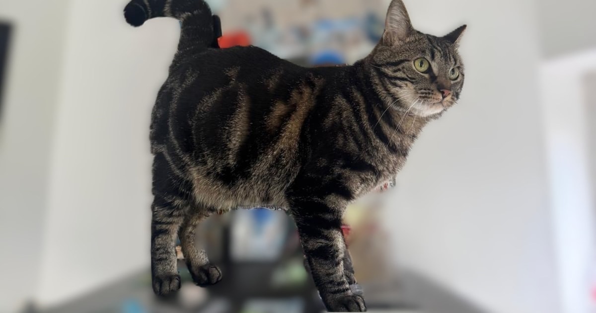 Heb jij Ivy gezien? Dit huisdier wordt in Heemstede vermist