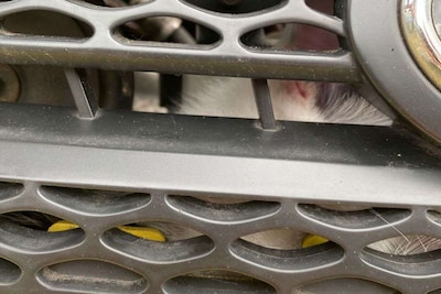 Onderweg naar kinderfeestje schrikken kinderen van miauwende kat die vast zit onder motorkap