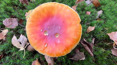 Prachtig! Deze herfstfoto's van Breda wil je zien