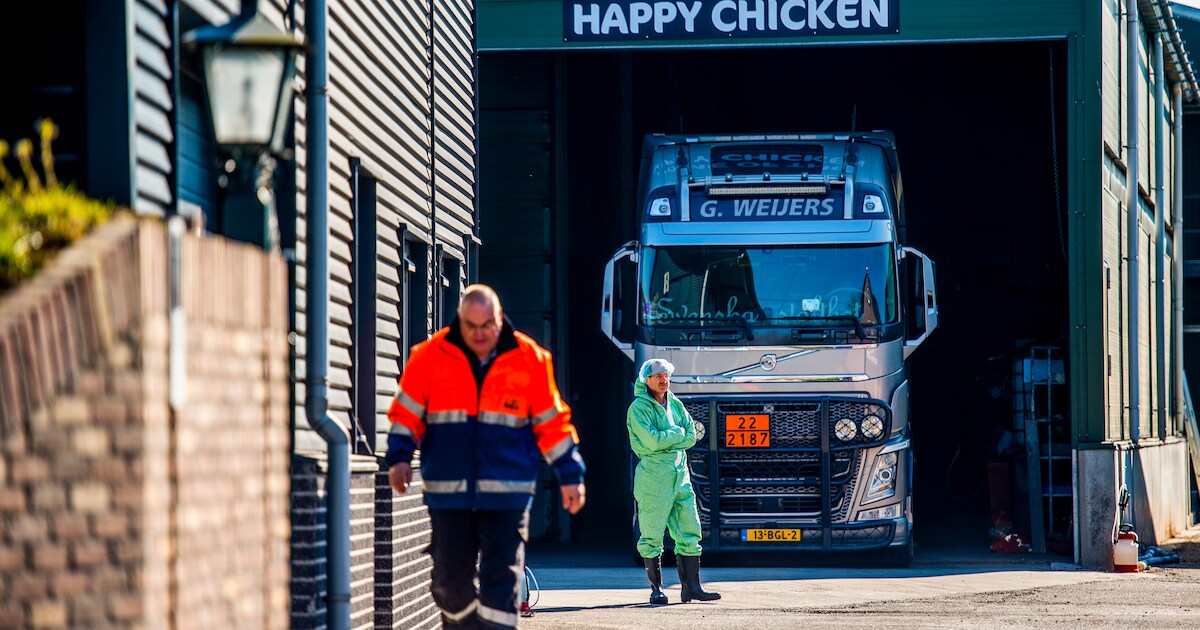 Wiltenburg ziet zijn pluimveebedrijf met 121.000 kippen voor derde keer geruimd: ‘Waardeloos en dram