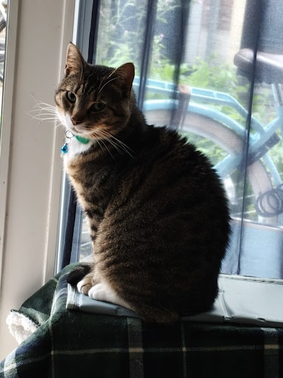 Heb jij Mookie, Sutton of Mato gezien? Deze 16 huisdieren worden in Utrecht vermist