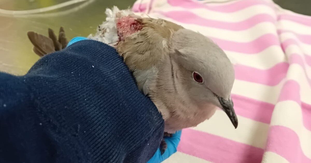 Turkse tortel overleeft aanval kat: herstelt in wildopvang van Midwoud