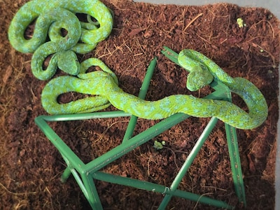 Mexicaan loopt met 92 reptielen in zijn koffer tegen de lamp op luchthaven Keulen