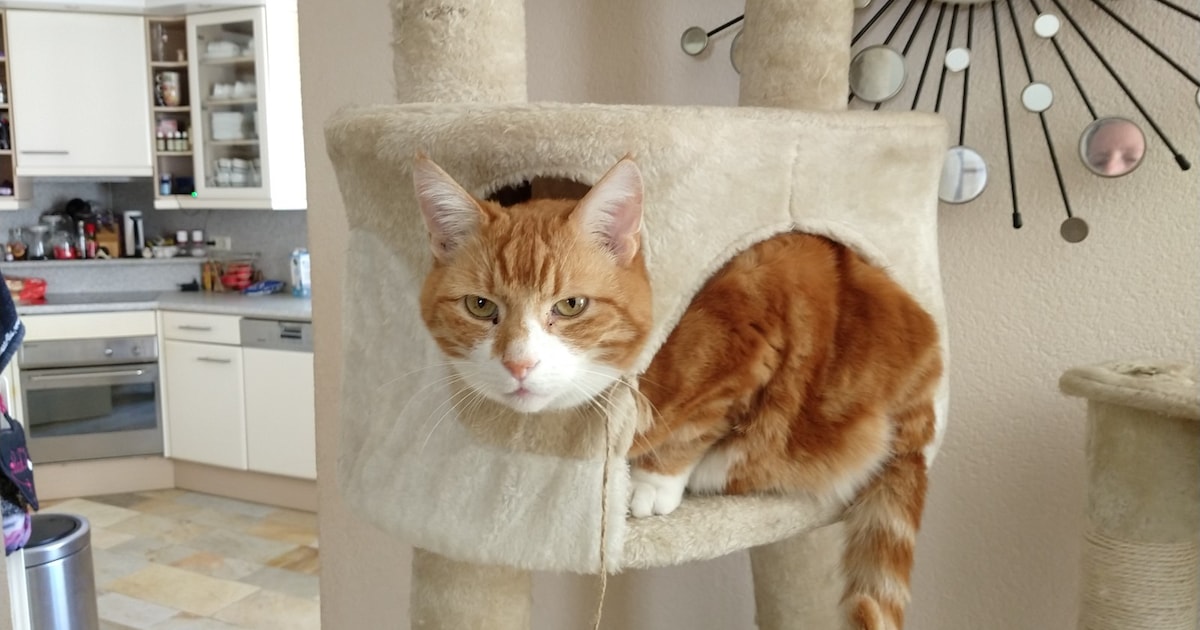 Heb jij Luna, Poes of Garfield gezien? Deze drie huisdieren worden in Katwijk vermist