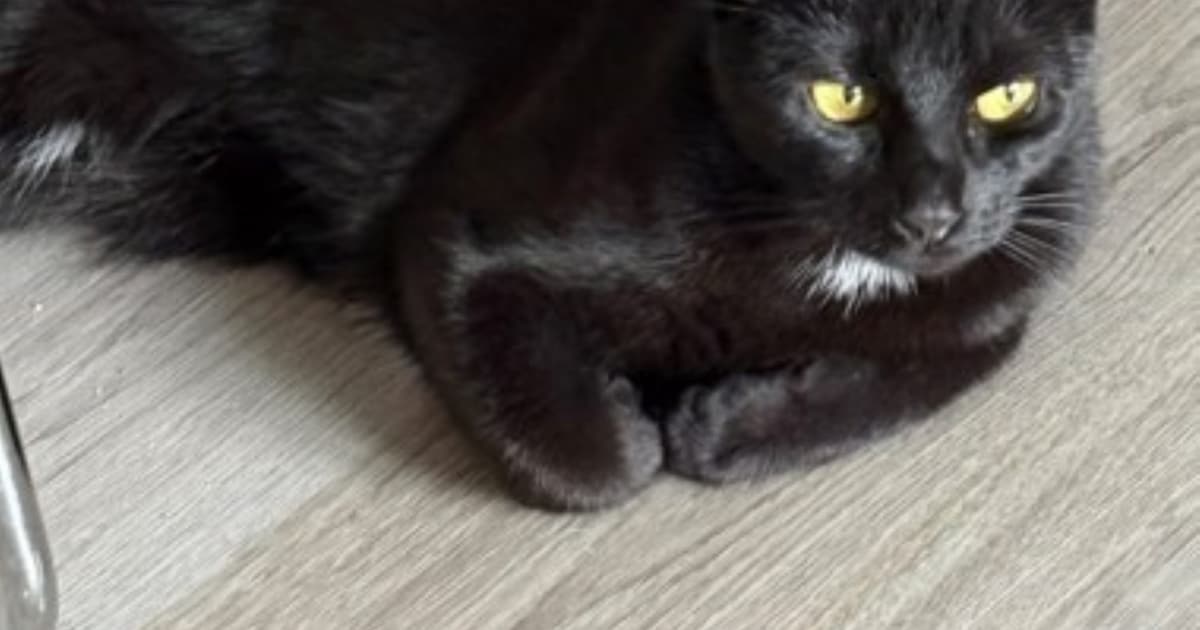 Heb jij Mo, Luna of Tommy gezien? Deze drie huisdieren worden in Heerlen vermist