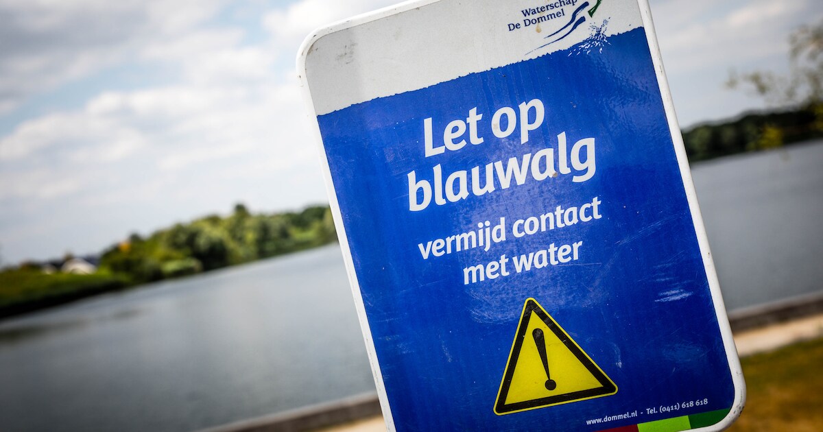 Oppassen! Bij Westmaas is blauwalg aangetroffen in het water