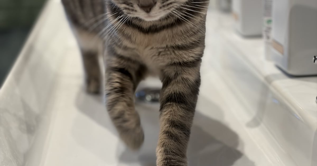 Heb jij Pip gezien? Dit huisdier wordt in Leiderdorp vermist